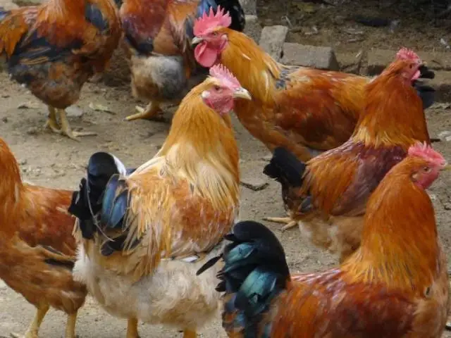 Improve animal fecundity and fertilization rate  Feed grade multi vitamin feed additive