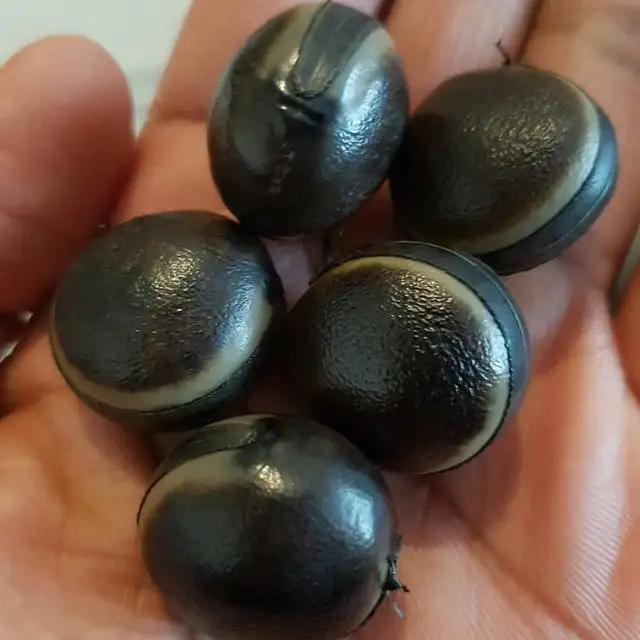 
Jatropha Seeds Tree Species Natural Jatropha Best Quality Dried Jatropha Seeds 