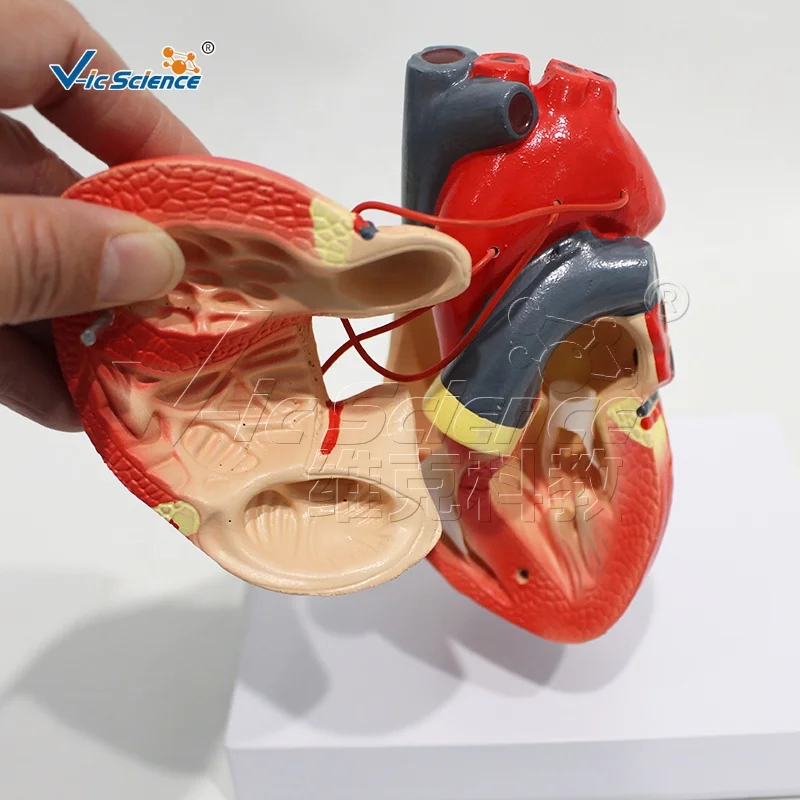 A heart bypass model 4d anatomical assembly model of human organs anatomical human model