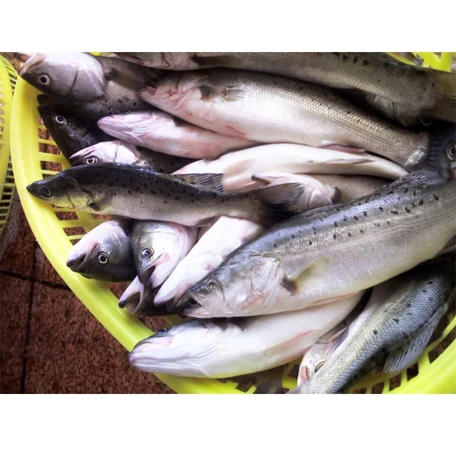  Хорошее качество свежего морского окуня замороженные морепродукты для