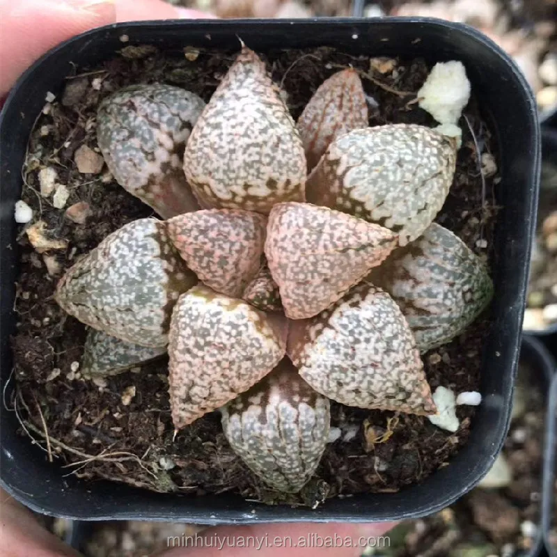 Живые суккуленты 1,18-1,9, Haworthia Emelyae Poelln, внутренние растения, оптом, декоративные растения