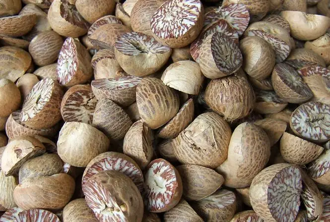 Betel Nut - high quality products - high prices in the market in 2023