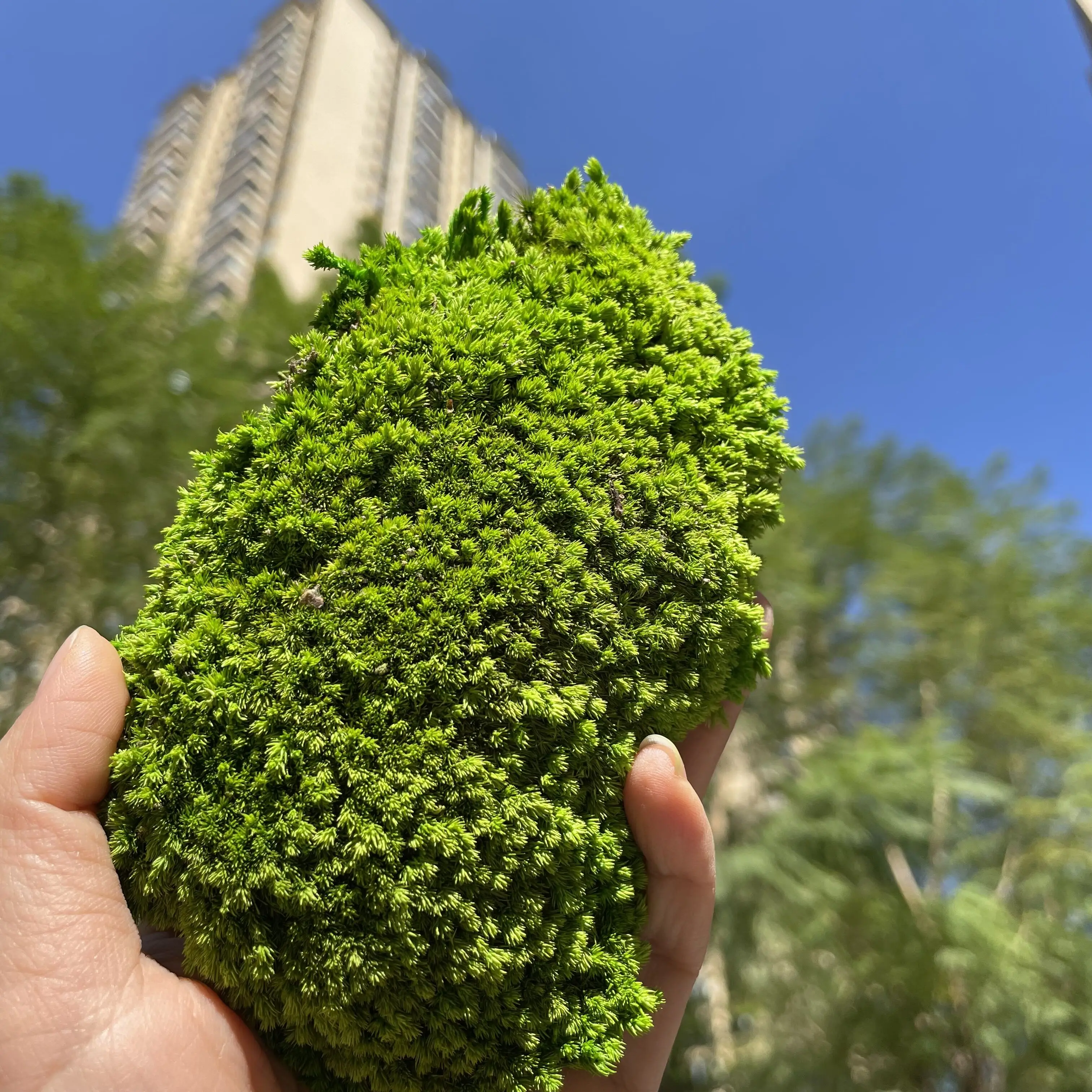 environmental decorative plant 3D Bun Lichen Moss preserved sheet stabilized Preserved Pole Moss for home wall interior decor