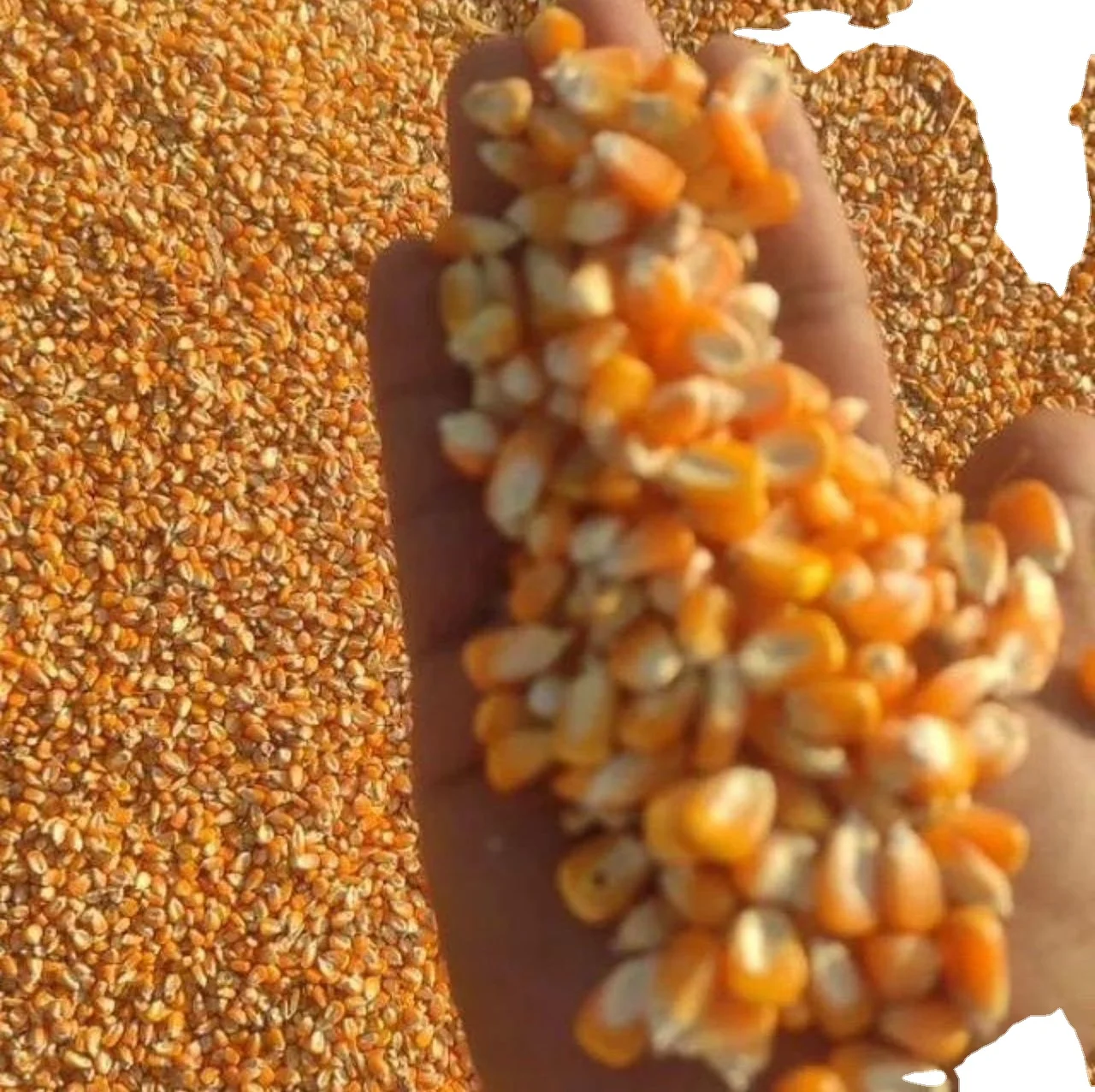 Wholesale Dried Red Corn Available at good prices Buy Dried Corn for Pop Corn Beer Making at cheap prices Buy