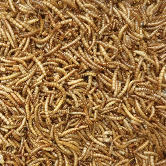 
Animal Feed High Protein Supplement Dried Mealworms for Sale 