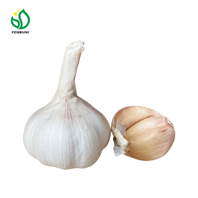 fresh china elephant garlic for exporter