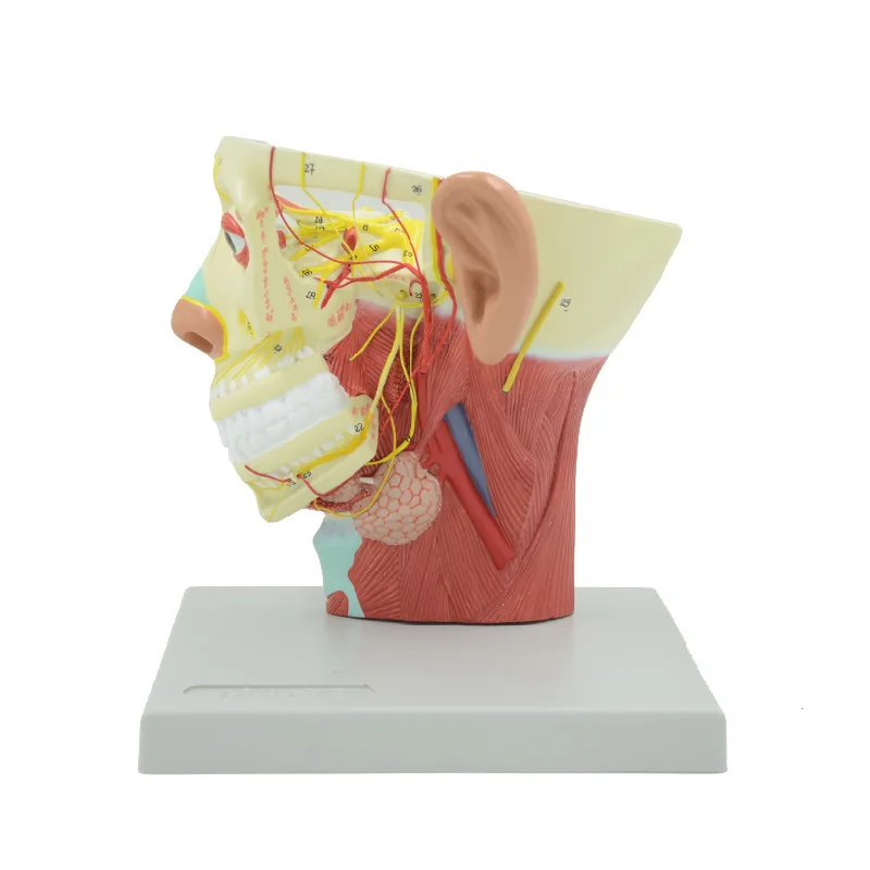 Head medical anatomy Section of human head nerve model with vascular nerve model Medical teaching model