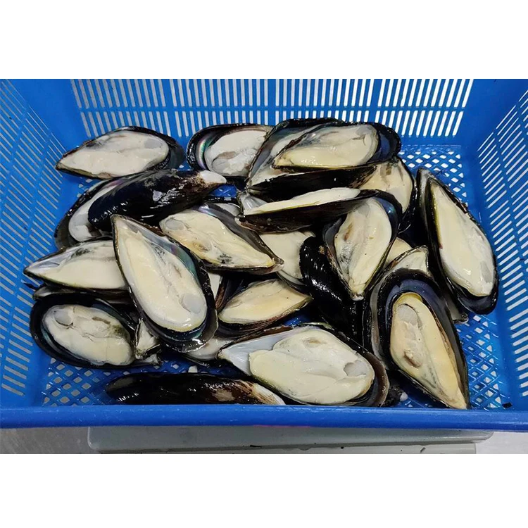 New Arrival  Mussel SANFENG SEAFOOD IQF Half Shell Mussel Shellfish Mussel for Export
