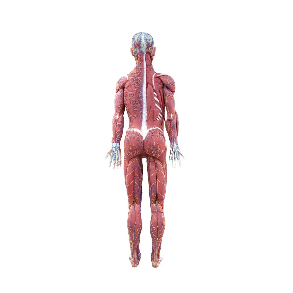 Soft Silicone Human Body Anatomy Model for Medical Education