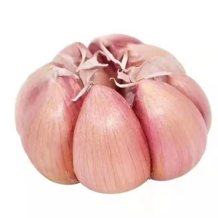 
Exclusive taste 100% natural fresh organic white refreshing and delicious garlic 