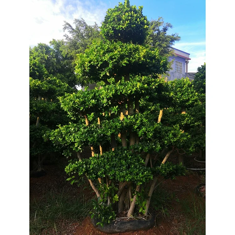 
Outdoor Nursery Garden Natural Green Bonsai Plants Air Root Ficus Microcarpa Tree 