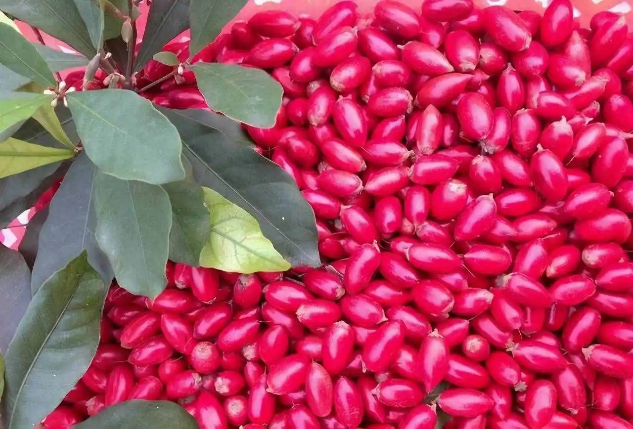 Farm Factory Wholesale Miracle Berry Extract Miracle Fruit Customization Available Freeze-dried Miracle Fruit