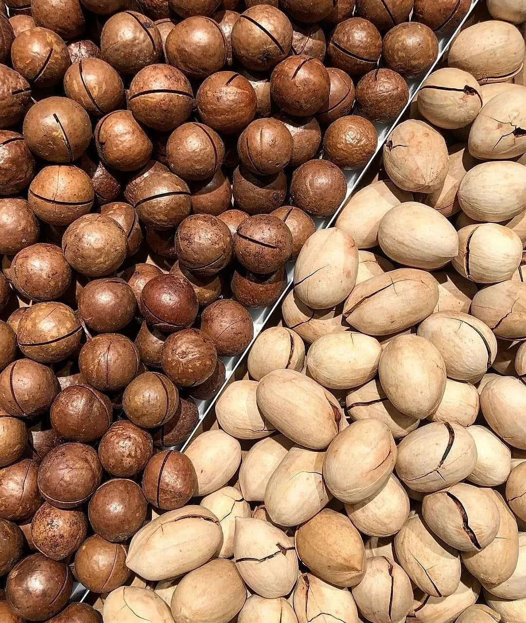 pecan 1.png