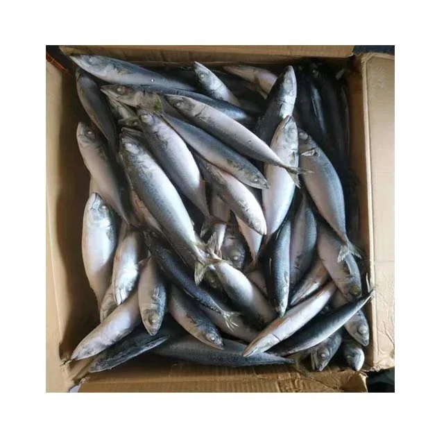 Healthy Sea Food Dried Whole Round Frozen Pacific Mackerel Fish