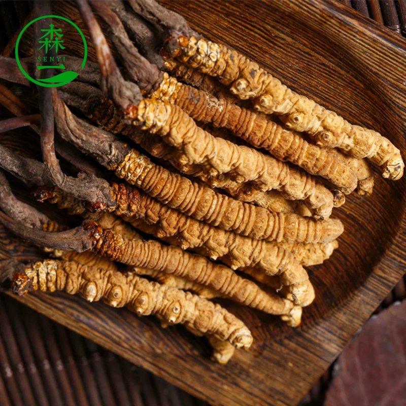 dried dong chong xia cao organic cordyceps cordyceps sinensis tea