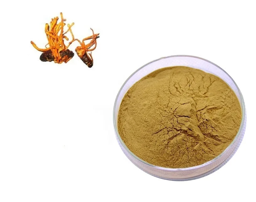 
 Мозговая добавка из органического экстракта Кордицепса милитари, здоровая зеленая пудра, научное питание  