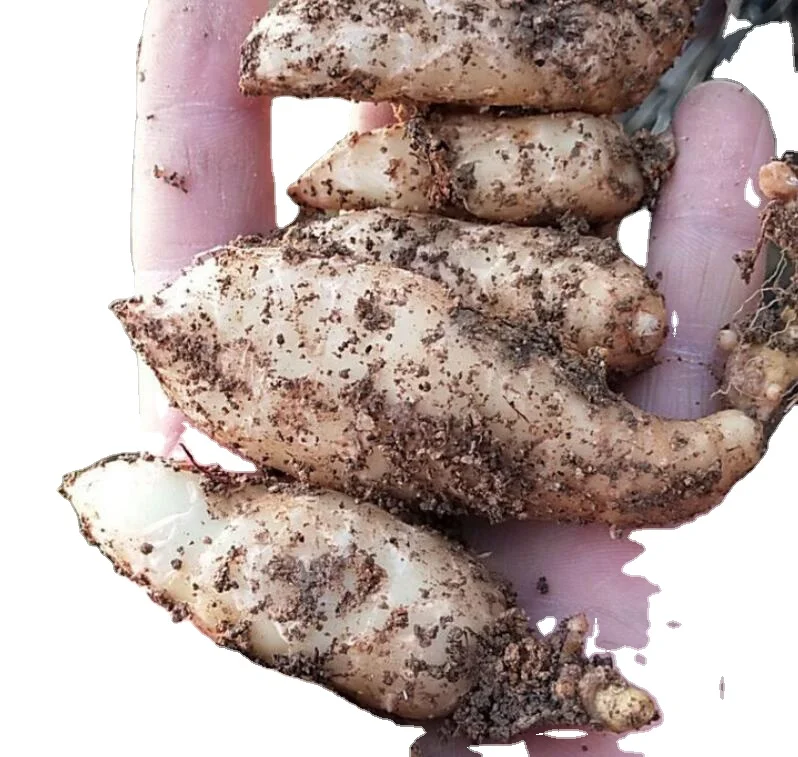 Tian ma Свежие молодые луковицы Gastrodia elata Bl саженцы для посадки