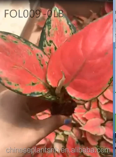 
Aglaonema tissue culture seedlings Aglaonema-Auspicious Red baby plant seedlings 