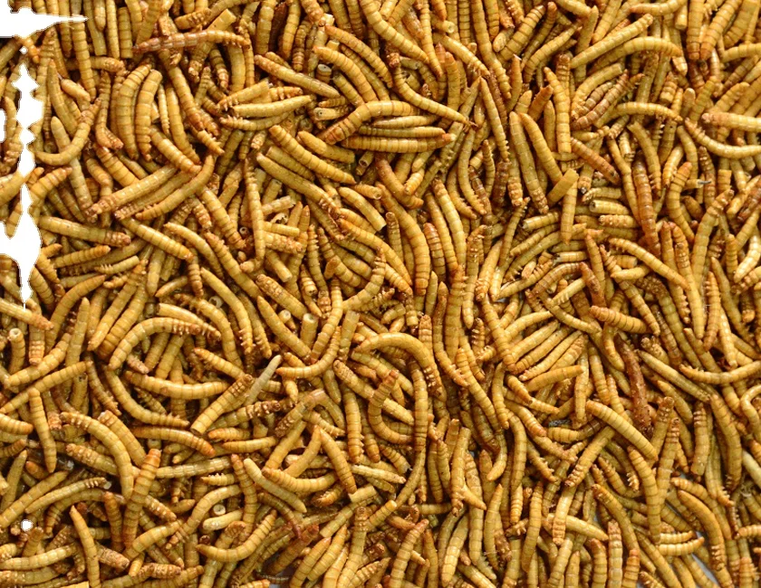 Support customized high-nutrient, high-protein freeze-dried mealworms for birds