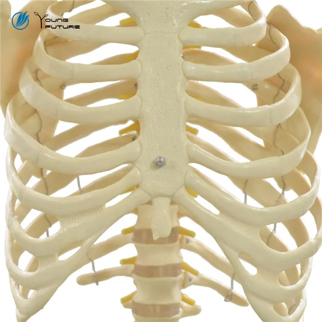 170cm Life Size Medical With Ligament Human Anatomy Skeleton 3D Model