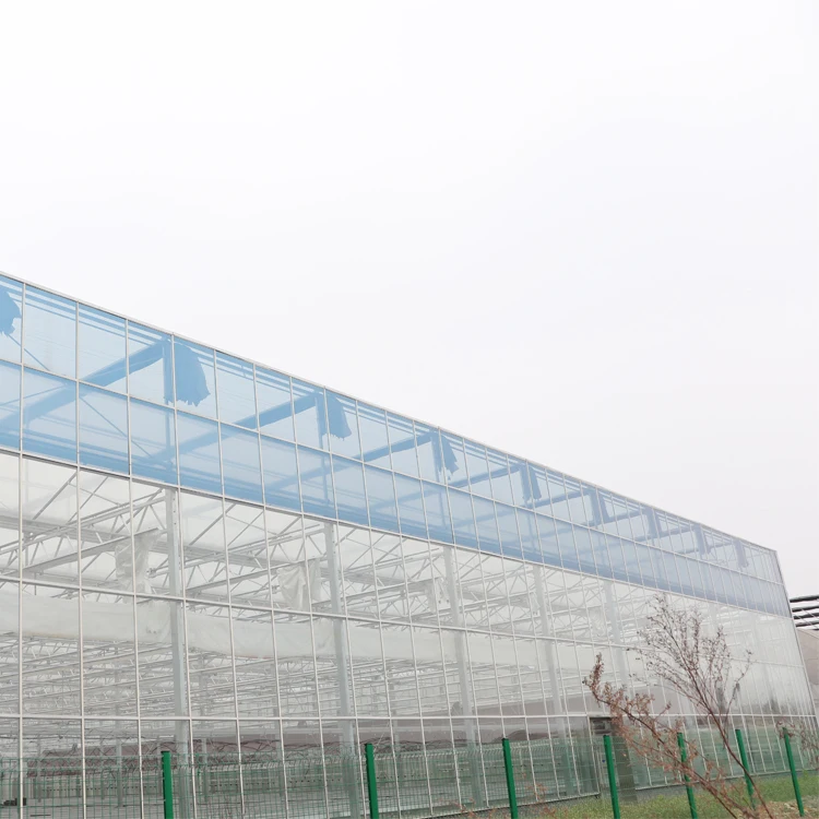 MYXL Large Venlo Multi-span Agricultural Glass Greenhouse
