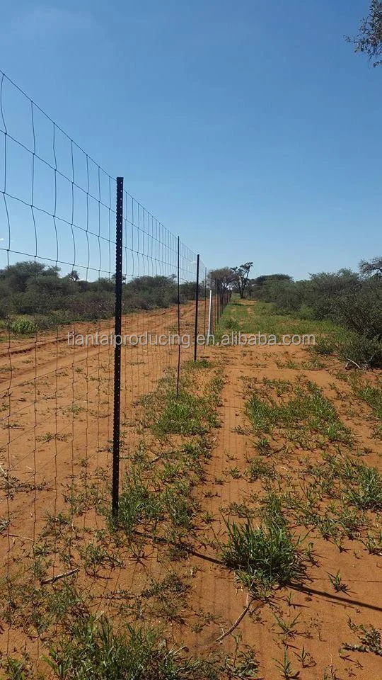 Israel Y post, (4).png