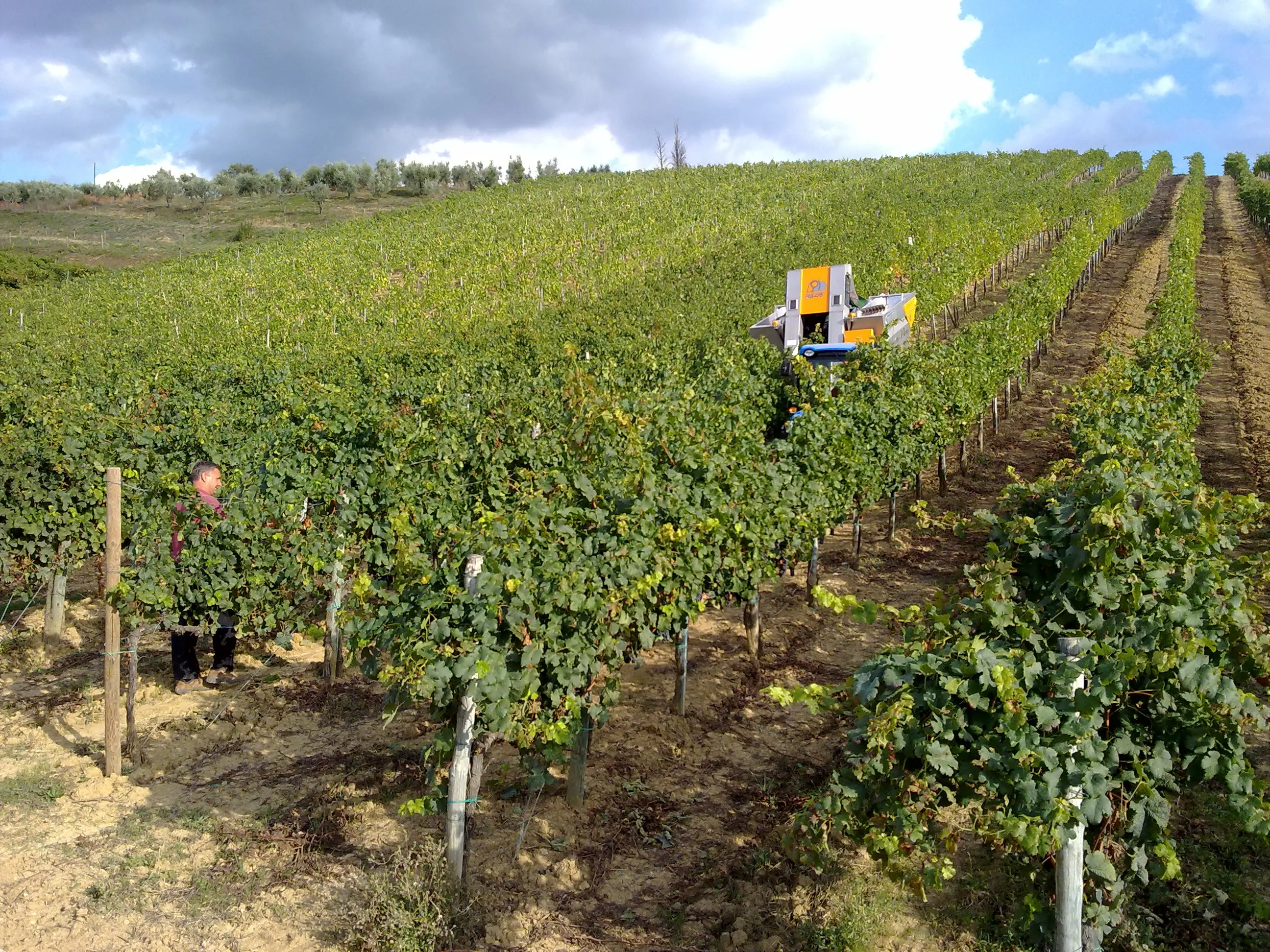 Top Sale Made In Italy Dessert Wine Type Of Ice Wine Medium Sweet  16,5 % Vol  With Excellent Taste