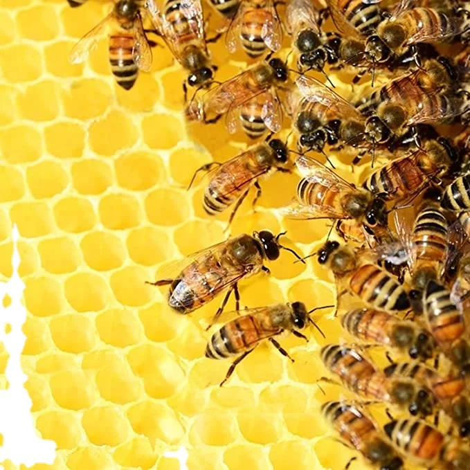 Beekeeping bee wax foundation beeswax sheets wholesale