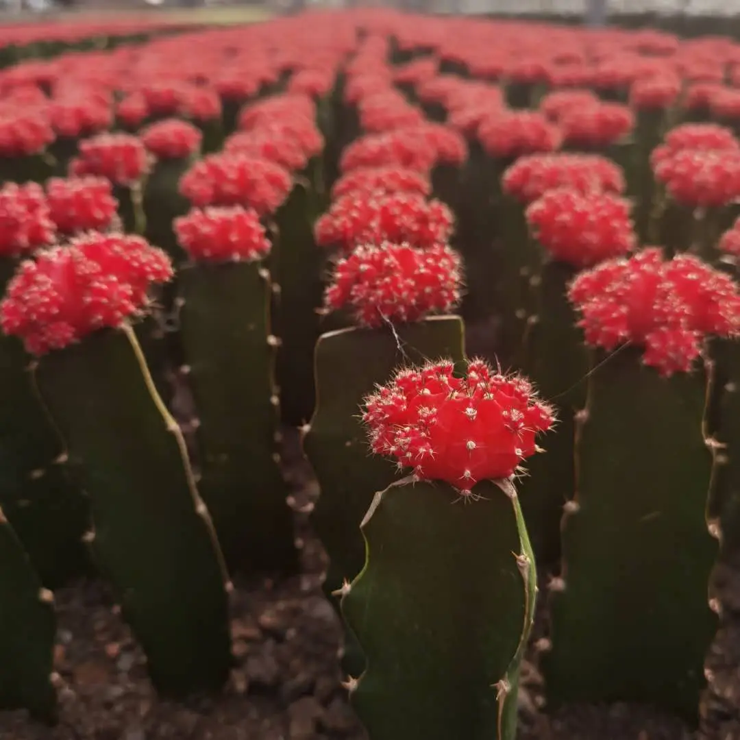 Привитая ЛУНА КАКТУС желтый шар красный красочный кактусы Gymnocalycium Mihanovichii кактус низкая цена