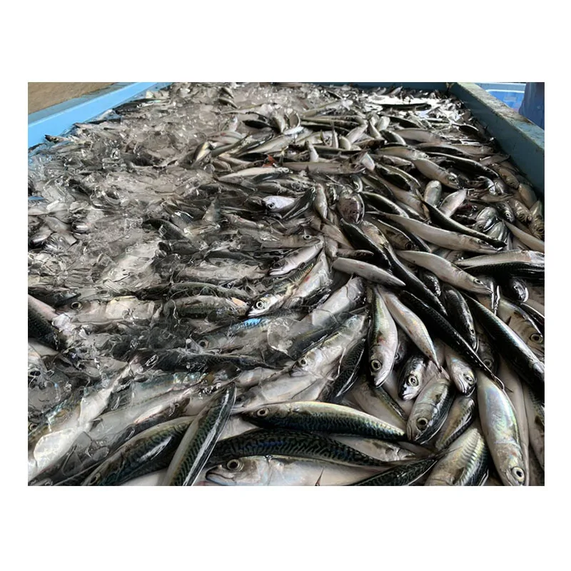 Fresh frozen mackerel fish pacific mackerel tuna bait