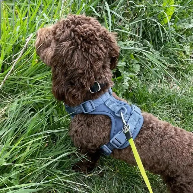 Ошейник и поводок для собак, Экологичная индивидуальная Регулируемая шлейка без натяжения, с мешочком для подарка