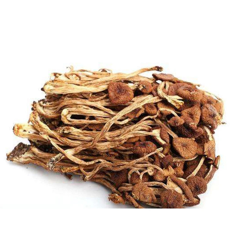 
Healthy food Agrocybe Aegerita Dried Tea Tree Mushroom 