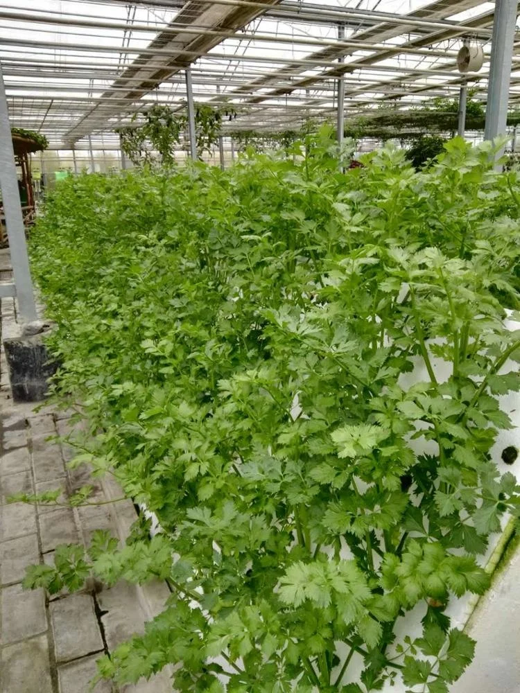 Hezhou Автоматическая сельскохозяйственная гидропонная система безмасляного выращивания многопролетная теплица для овощей