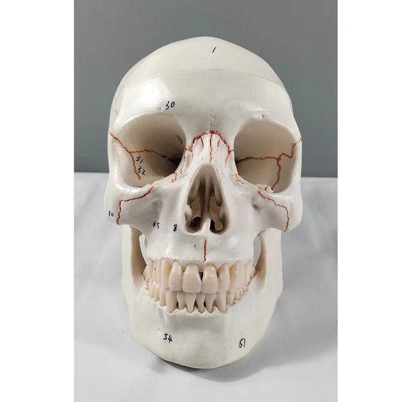 Human skull with accompanying brain model