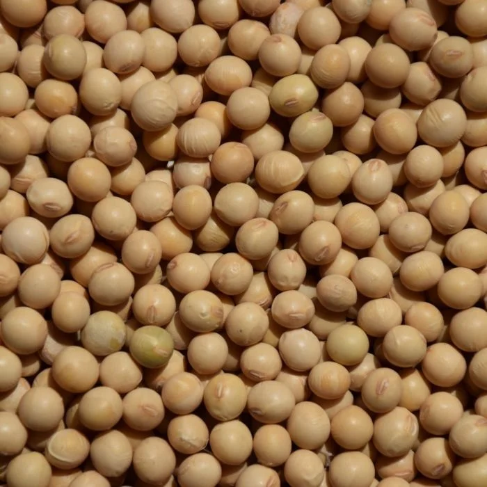 
yellow soybean/soya bean 
