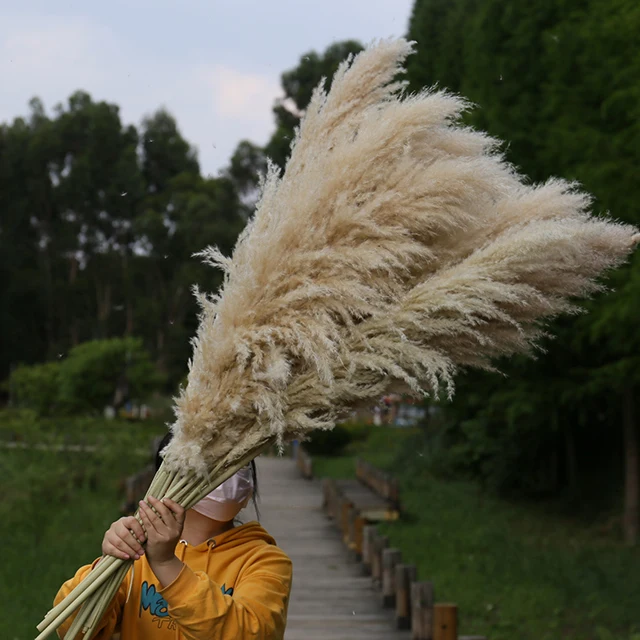 boho home wedding decor dried pompass grass flowers large pampas grass stems