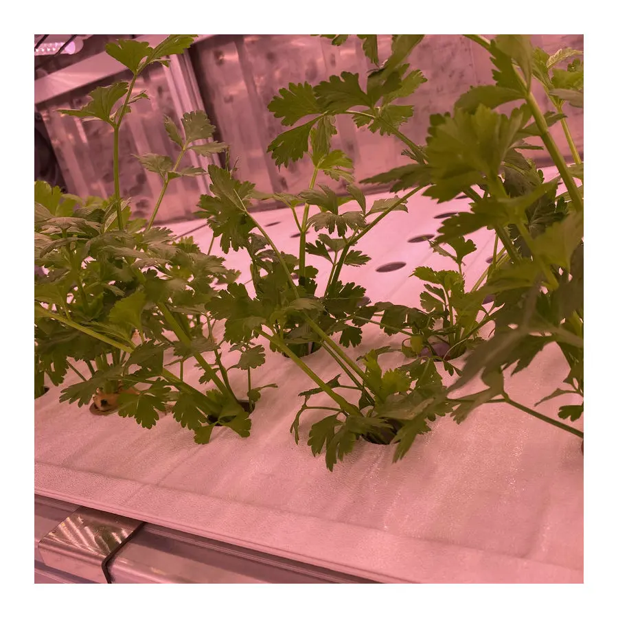 2023 new hydroponic growing container greenhouse farming hydroponic 40 feet HQ