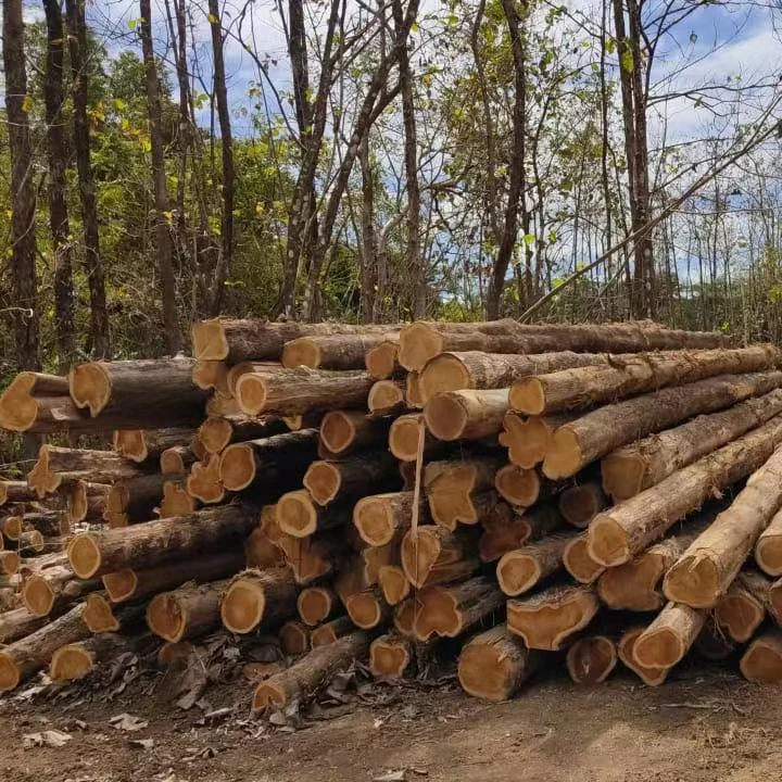 Teak wood from Panama High quality with low price