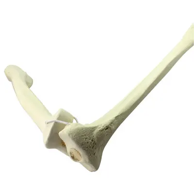 Life size human bones medical teaching loose bone model femur tibia limb bone model