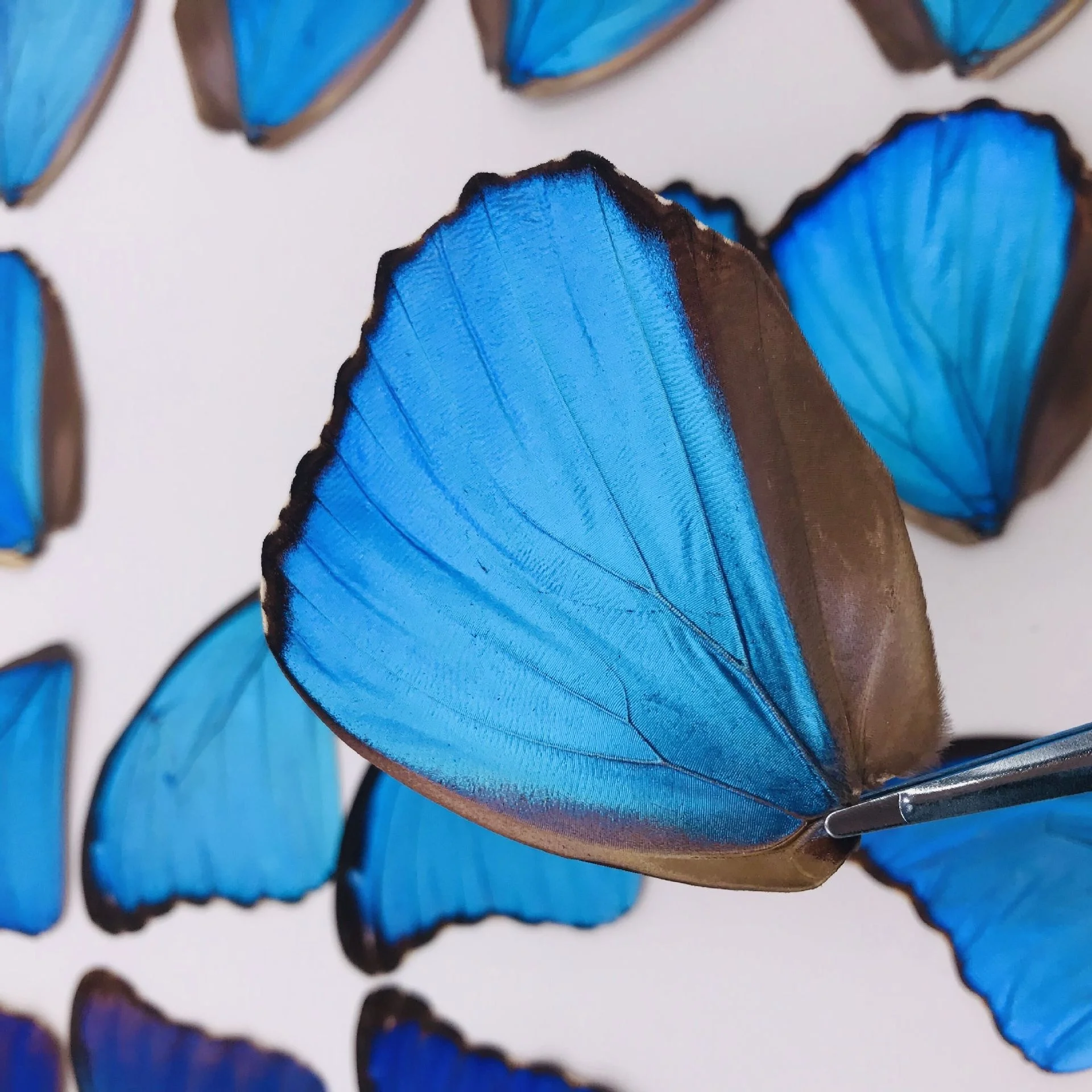 taxidermy DIY real unspread butterfly specimen Butterfly wing specimen DIY material butterfly wing