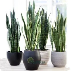 wholesale indoor home decoration artificial Snake plants Sansevieria trifasciata mother in laws tongue plants bonsai potted