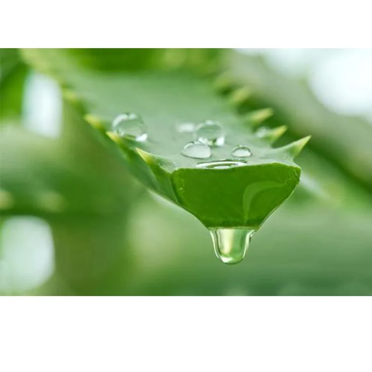 
aloe vera organic benefites skin care private label plant natural herbal extract 