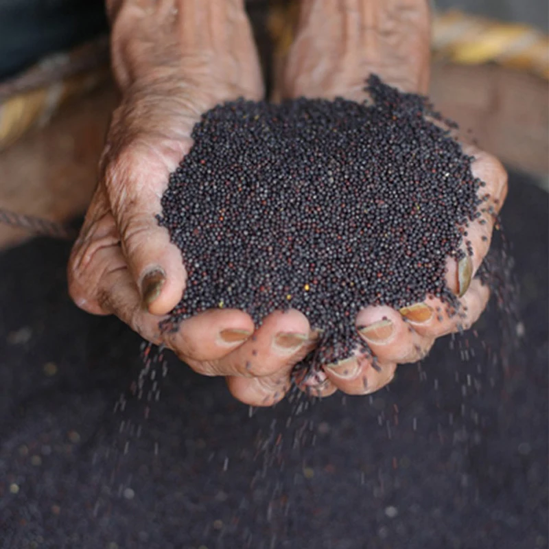 china organic  Vegetable oil/Canola oil/Edible oil