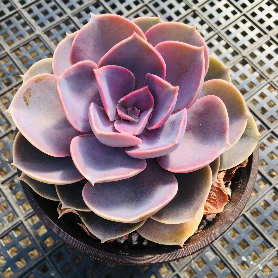 Лидер продаж горячая распродажа суккулентное растение Echeveria Pearl von Nurnbergfor продажа магазинов украшение для