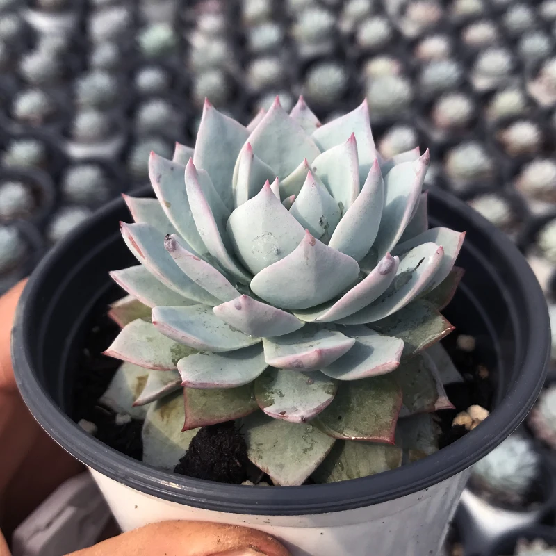 
Pink Bluebird seal Live succulent plants natural indoor for desk China plant farm 