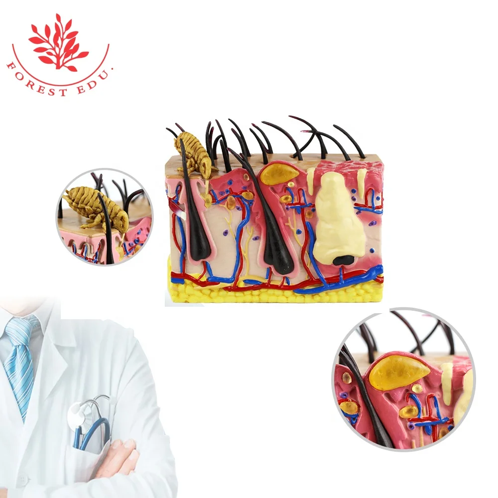 Canine Skin with Flea Bite anatomical model Canine Dog Skin Model