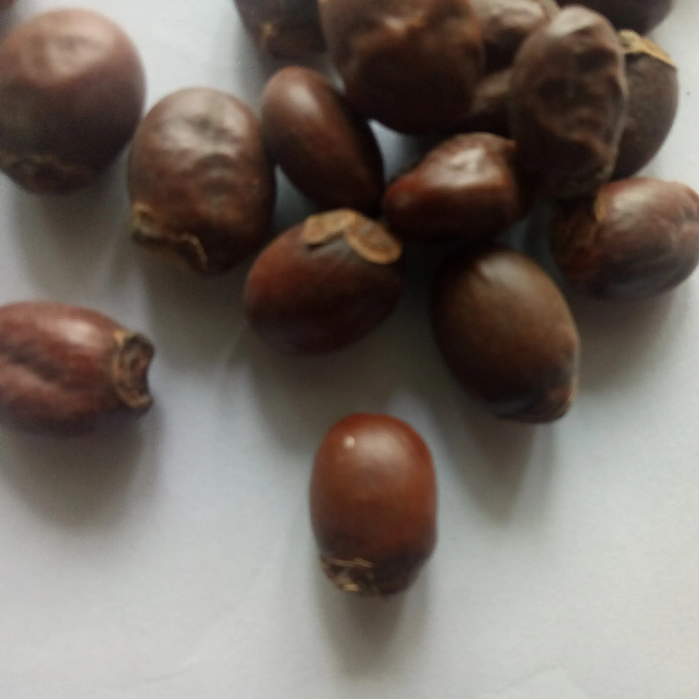 Li zhi he High quality pure seeds dried natural Semen