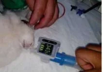 Veterinary MEMOTM EtCO2 Sensor Capnograph Monitor pet dogs respiration rate detect device puppy End-tidal carbon dioxide medical