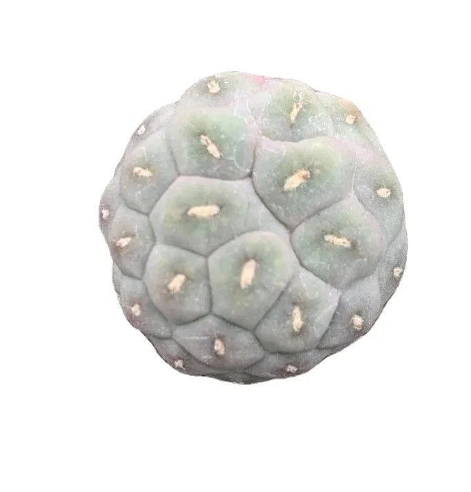 
Low price natural beauty real plant cactus Tephrocactus geometricus variegata for sale 