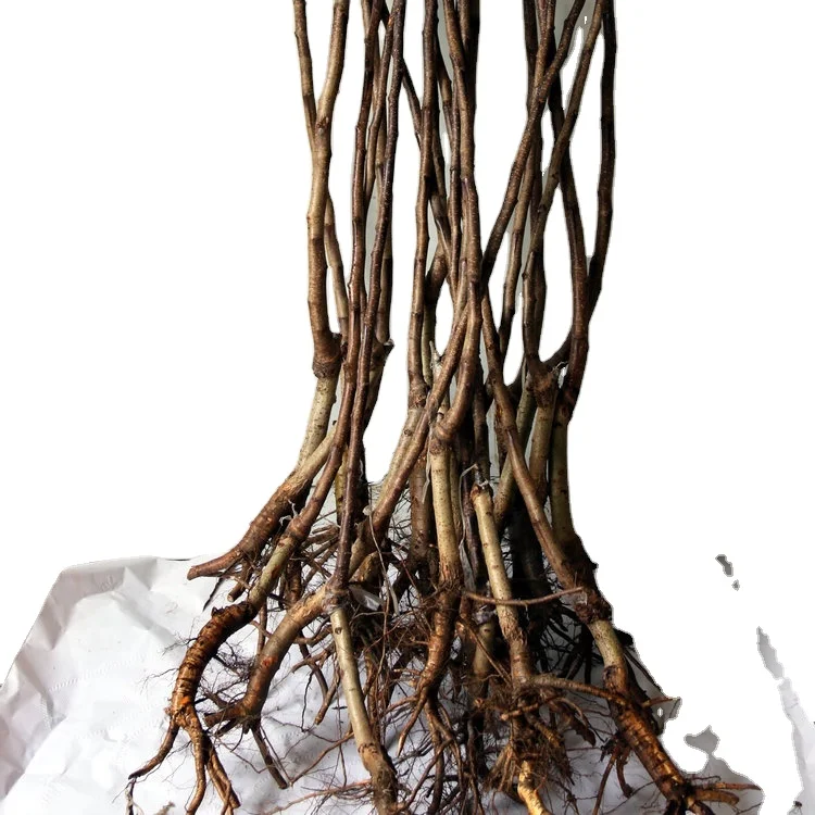 
 Разделенная посевная резка красного цвета фрукты боярышника растения  